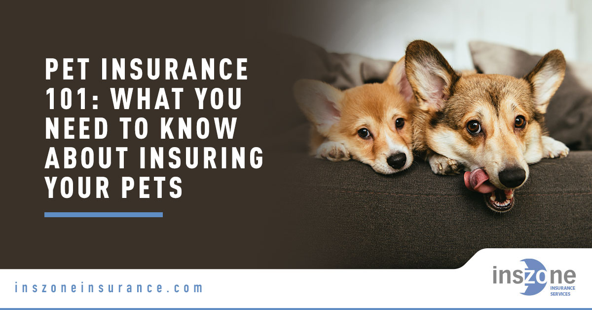 Two Dogs on Couch - Banner Image for Pet Insurance 101: What You Need to Know About Insuring Your Pets Blog